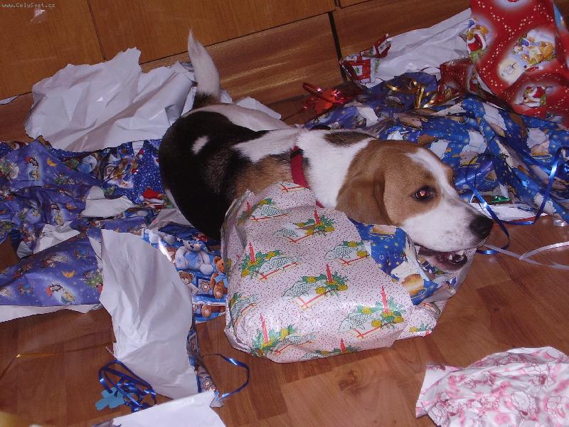 Foto: En-En�a o v�noc�ch