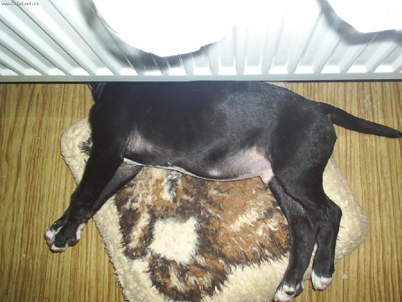 Foto: Kdepak m�m hlavu?-Ozzynek spink�-neru�it