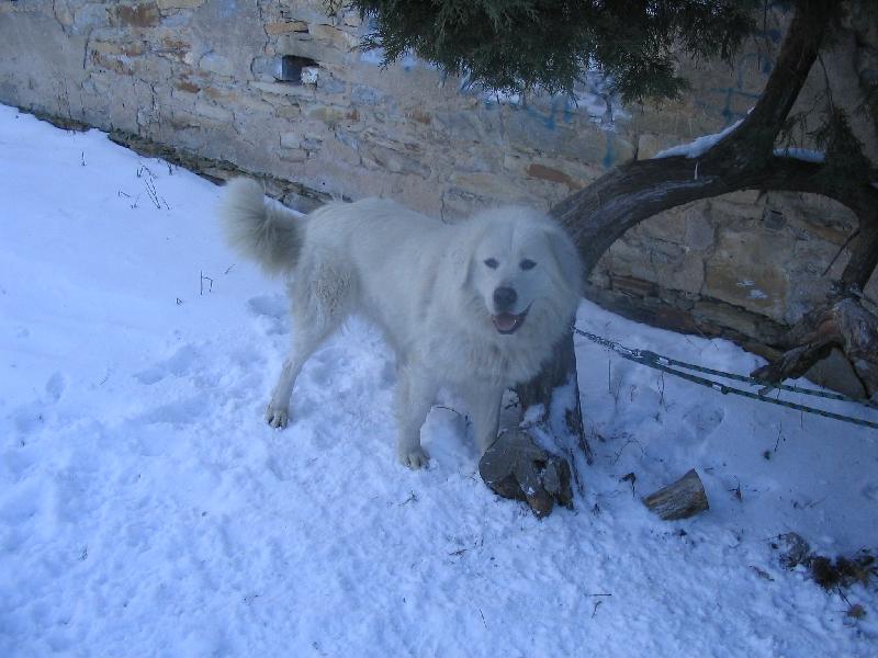 Foto:  Engel z Oppida Lughtwine