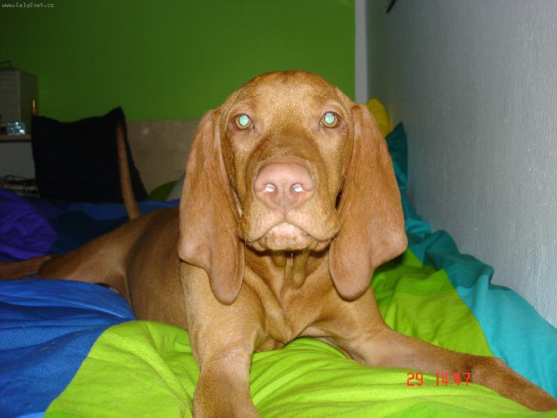 Foto: v pe�in�ch taky moc dobr�-Percy Akcezal