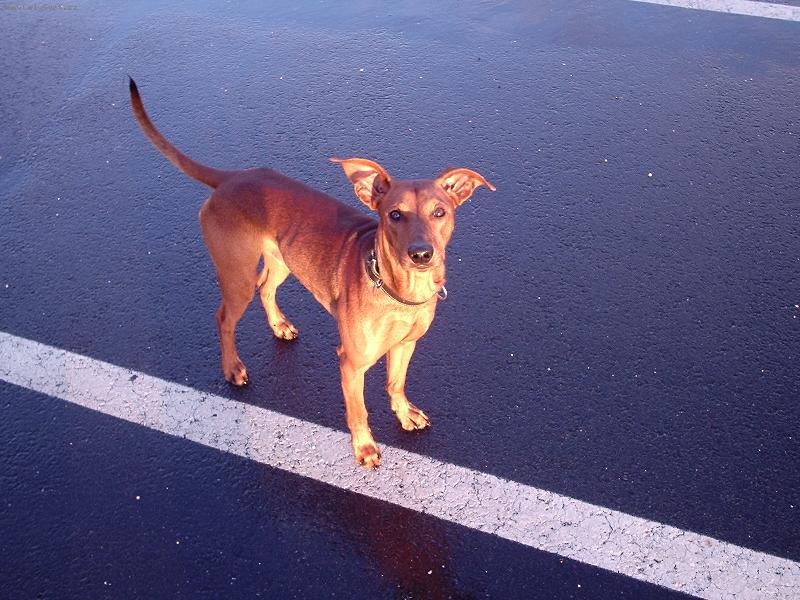 Foto: Ziki op�t na proch�zce-Pr�elo