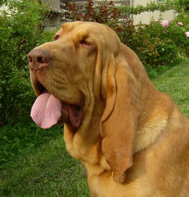 Foto: ISEB CS-Yvett Iseb