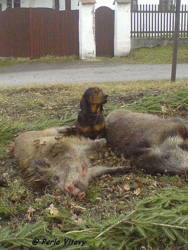 Foto: Takhle jsem byl �ikovn�-S�m jsem vy�muchal 2 pras�tka