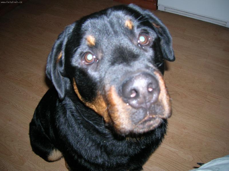 Foto: Rotv�k-Co tak kouk�?!