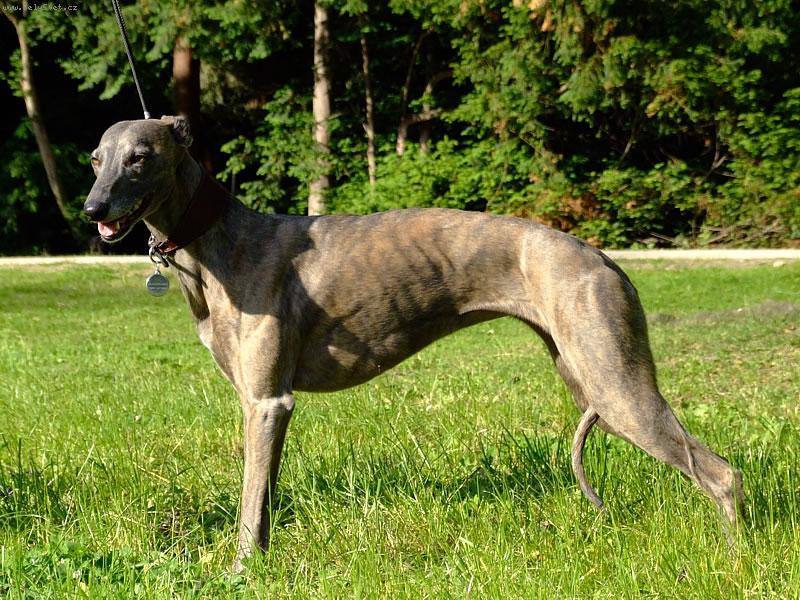 Foto: Blueberry Spitfire Moravia