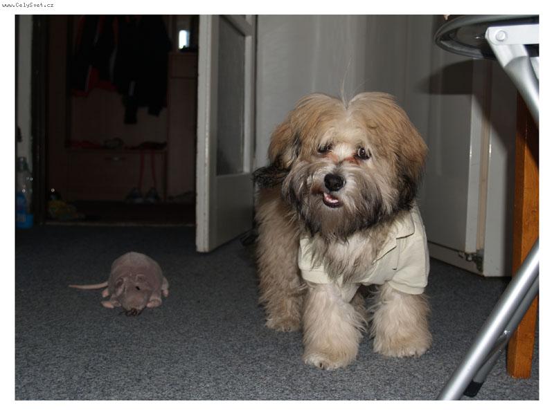 Foto: Ange-v tri�ku =)