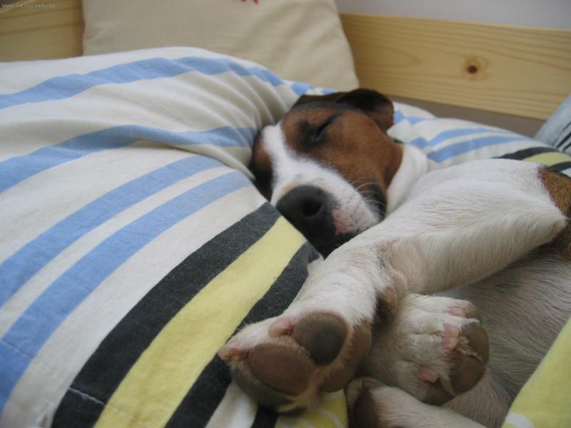 Foto: Pohodovy spanek-Hugo:-)