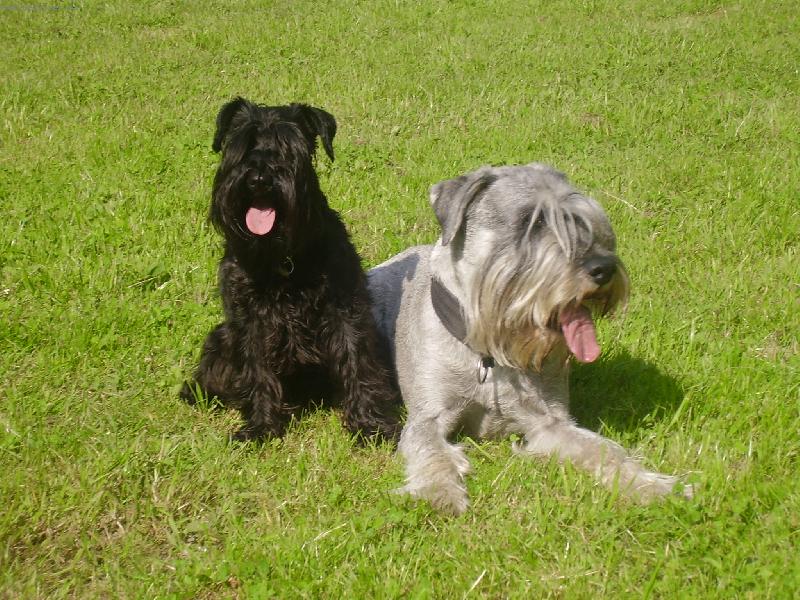 Foto: kn�ra�ci-Sat�k a Quen............