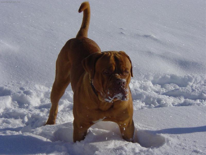 Foto: Bentley a sn�h 2