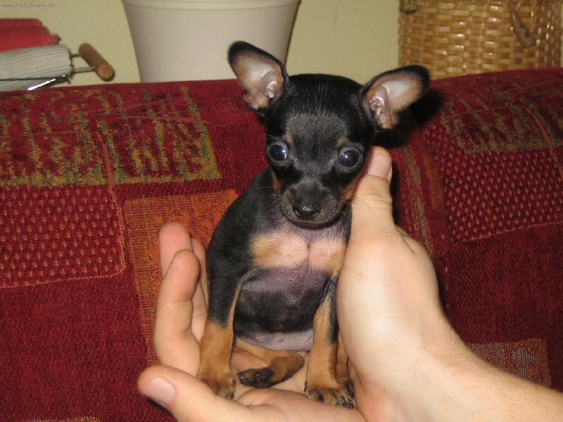 Foto: Na�e mal� Zorinka