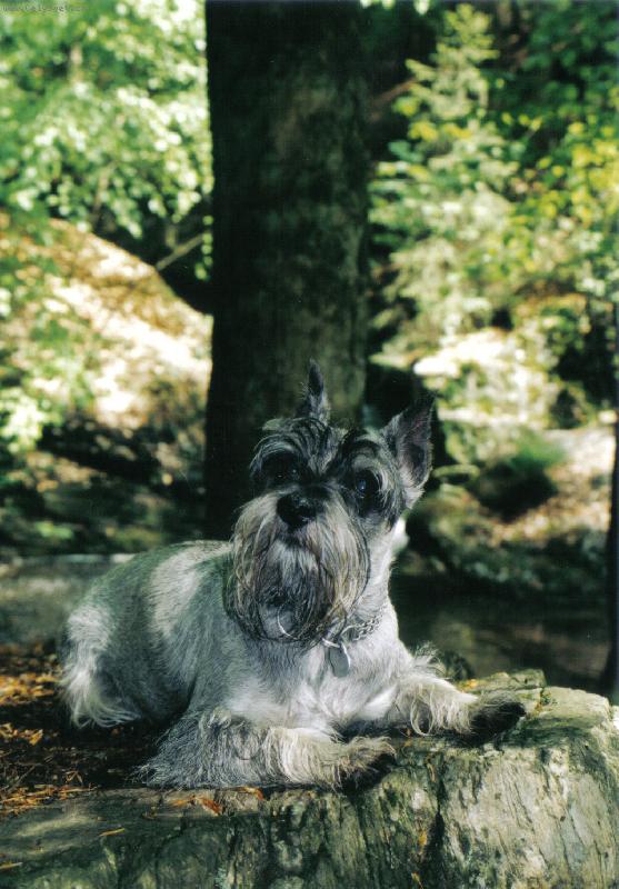 Foto: Molly-na Re�ovsk�ch vodop�dech