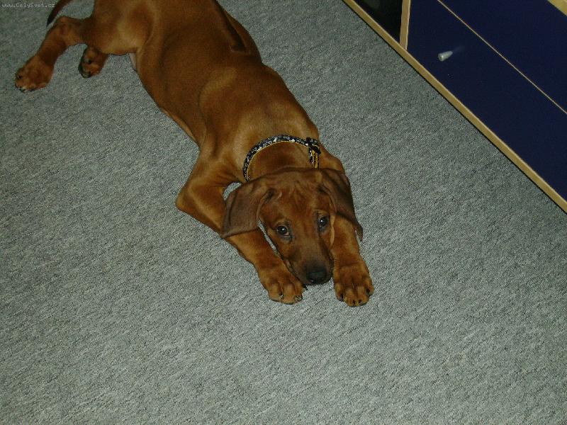 Foto: Attilka-Hajame........