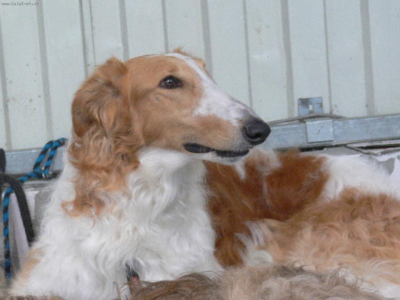 Foto: krasavec-v�stava ps� 2007 v praze