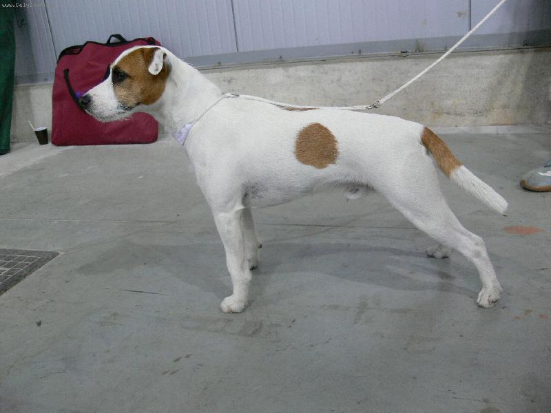 Foto: parson-v�stava ps� 2007 v praze