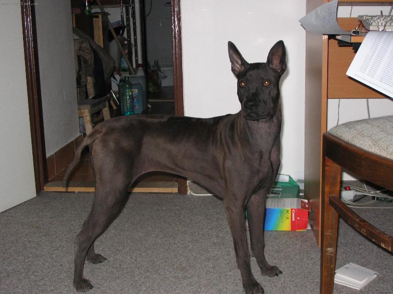 Foto: 5 m�s�c� star� fenka