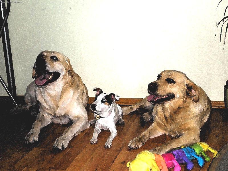 Foto: Spole�ensto DAK (Dasty, Agnes, Kesi)