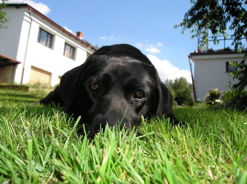 Foto: Labrador