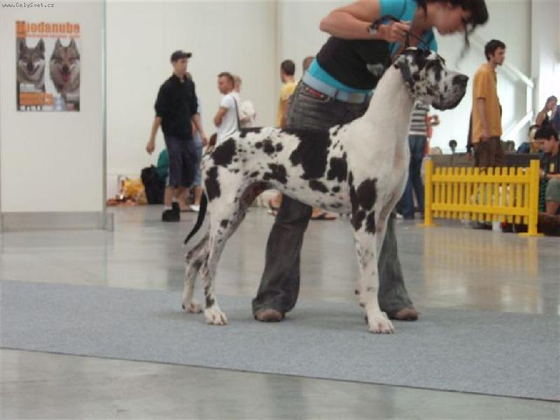 Foto: BARAKUDA Silva Tarok-ve v�ku 1 rok