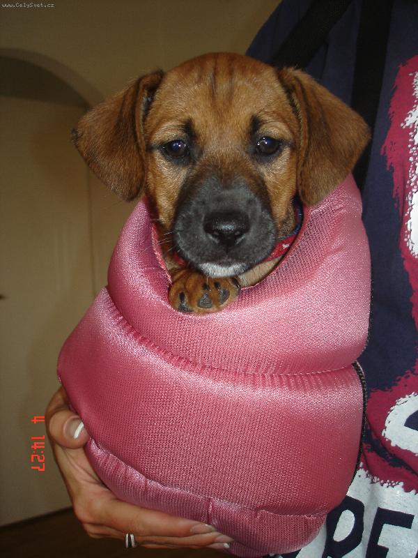 Foto: n� maz�lek-k��enec jack russell terrier