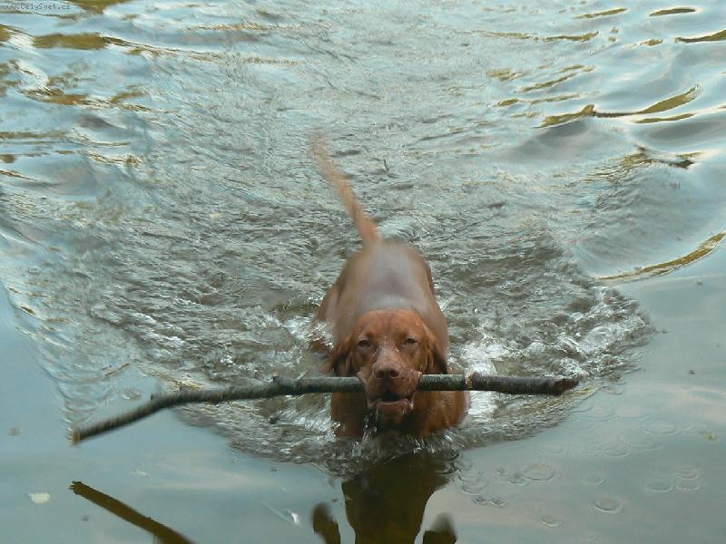 Foto: Paddy z D���na-V�echno V�m p�inesu