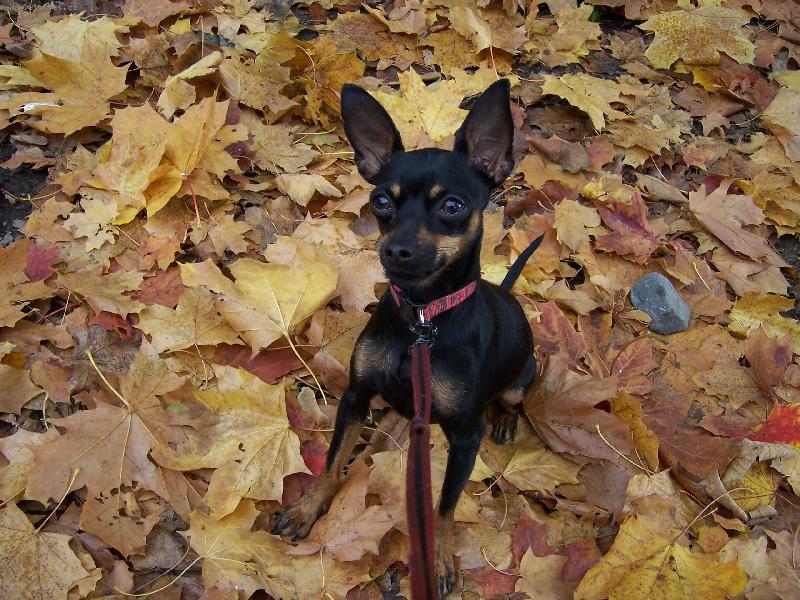 Foto: podzim s kryskou