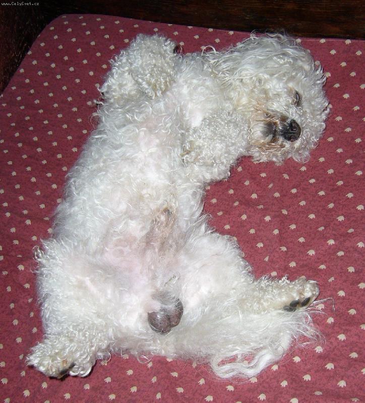 Foto: Am�k na z�dech-Am�k se p�edv�d�