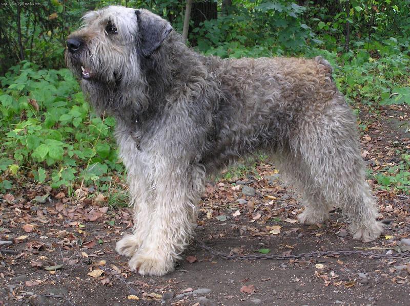 Foto: Krystoph z Tylenu Moravia