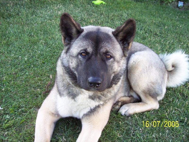 Foto: AMERICK� AKITA