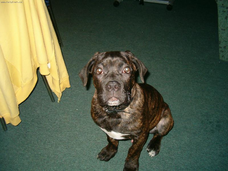 Foto: cane corso-Uncas 6 m�s�c�