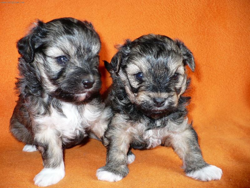 Foto: �t��ata lv��ka-Amellie Cordata a Arthur Cordata ve v�ku 4 t�dny