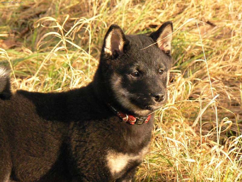 Foto: pikaichi-jarn� proch�zka