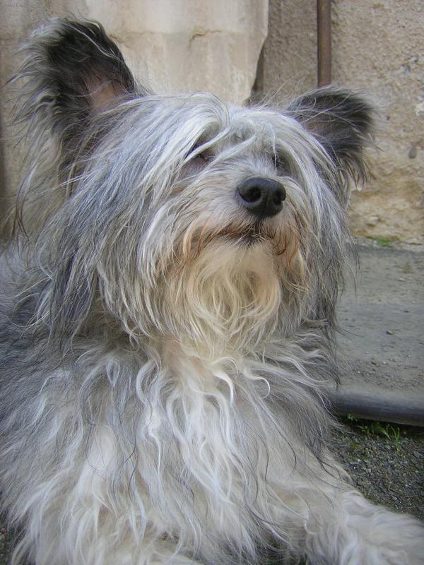 Foto: Buks (Bax)-je s PP ale p�ed ost��h�n�m vypad� jak vo�ech :-D