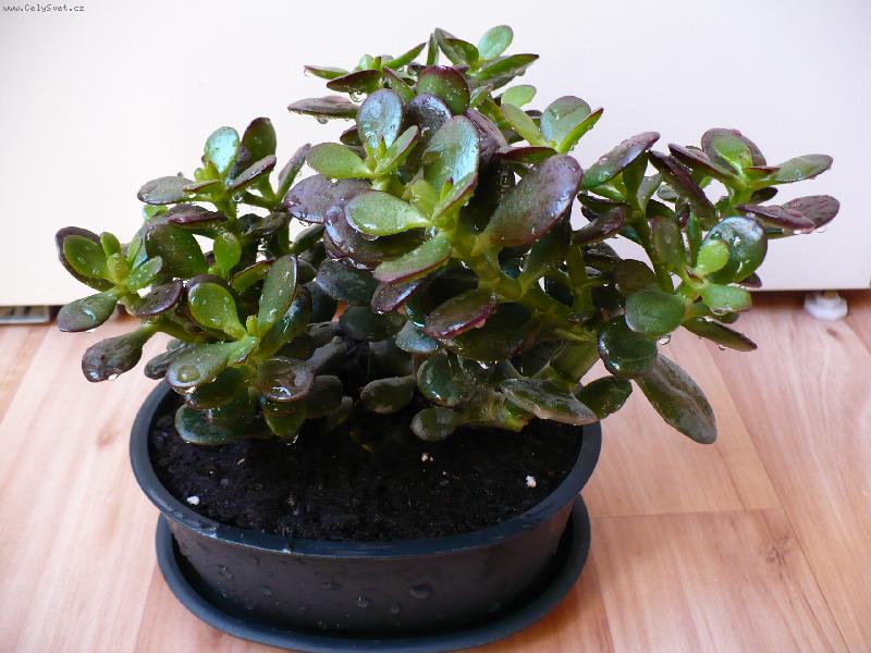 Foto:  moje tlustice bonsaj
