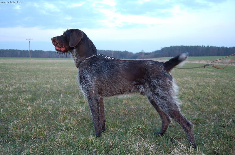 Foto: Alan z Lov�ick�ch taras�