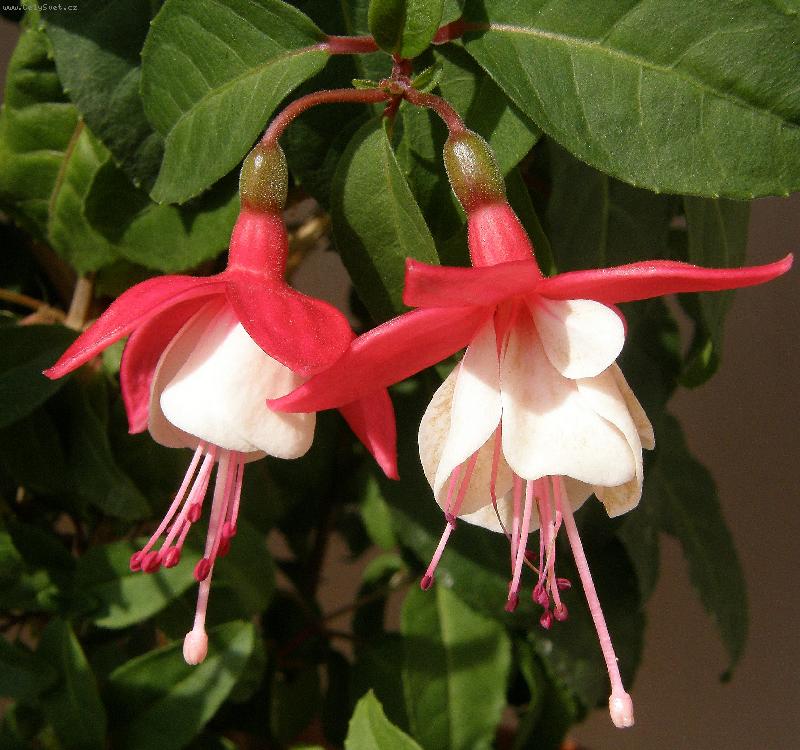 Foto: Fuchsie