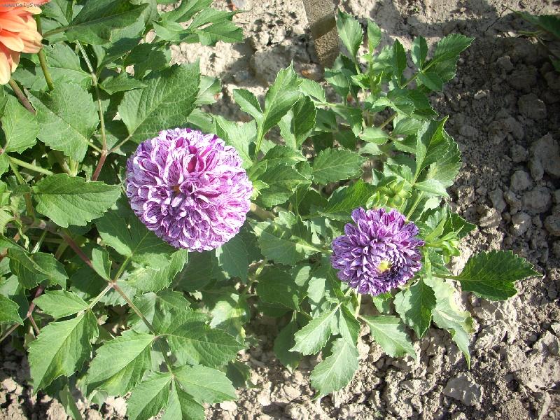 Foto: ji�inka-ji�inka