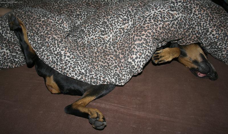 Foto: Sp��-sp�c� dobrou�ek