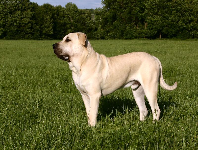 Foto: Bady Archie Sugar Flower