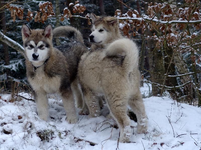 Foto: zimn� proch�zka-alja�sk� malamut �t��ata 3 m�s�ce