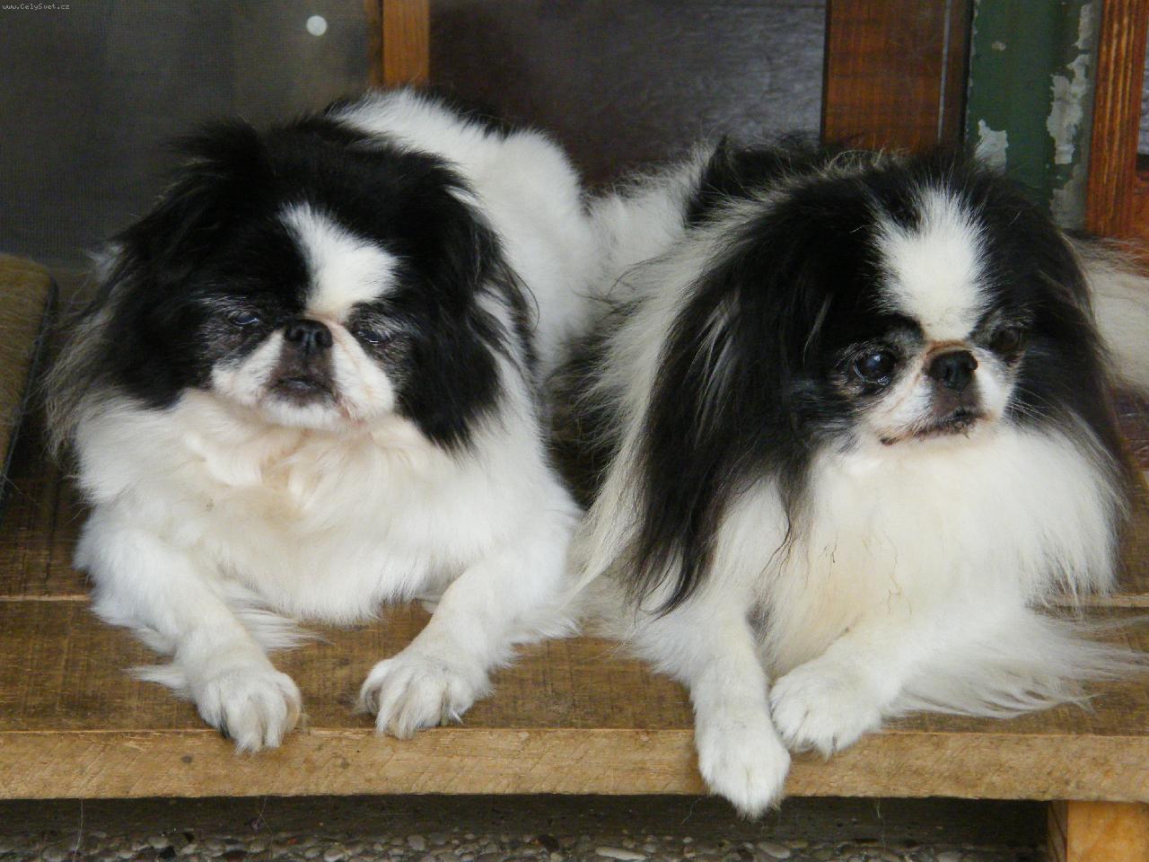 Foto: Dva d�chodci-Dolly (15 let) a Takai (11 let)