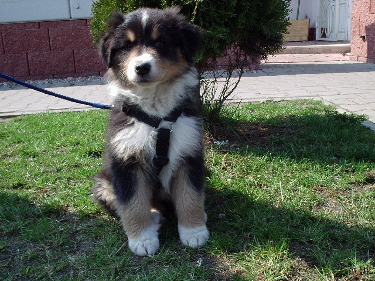 Foto: sed�c� Arinka :)