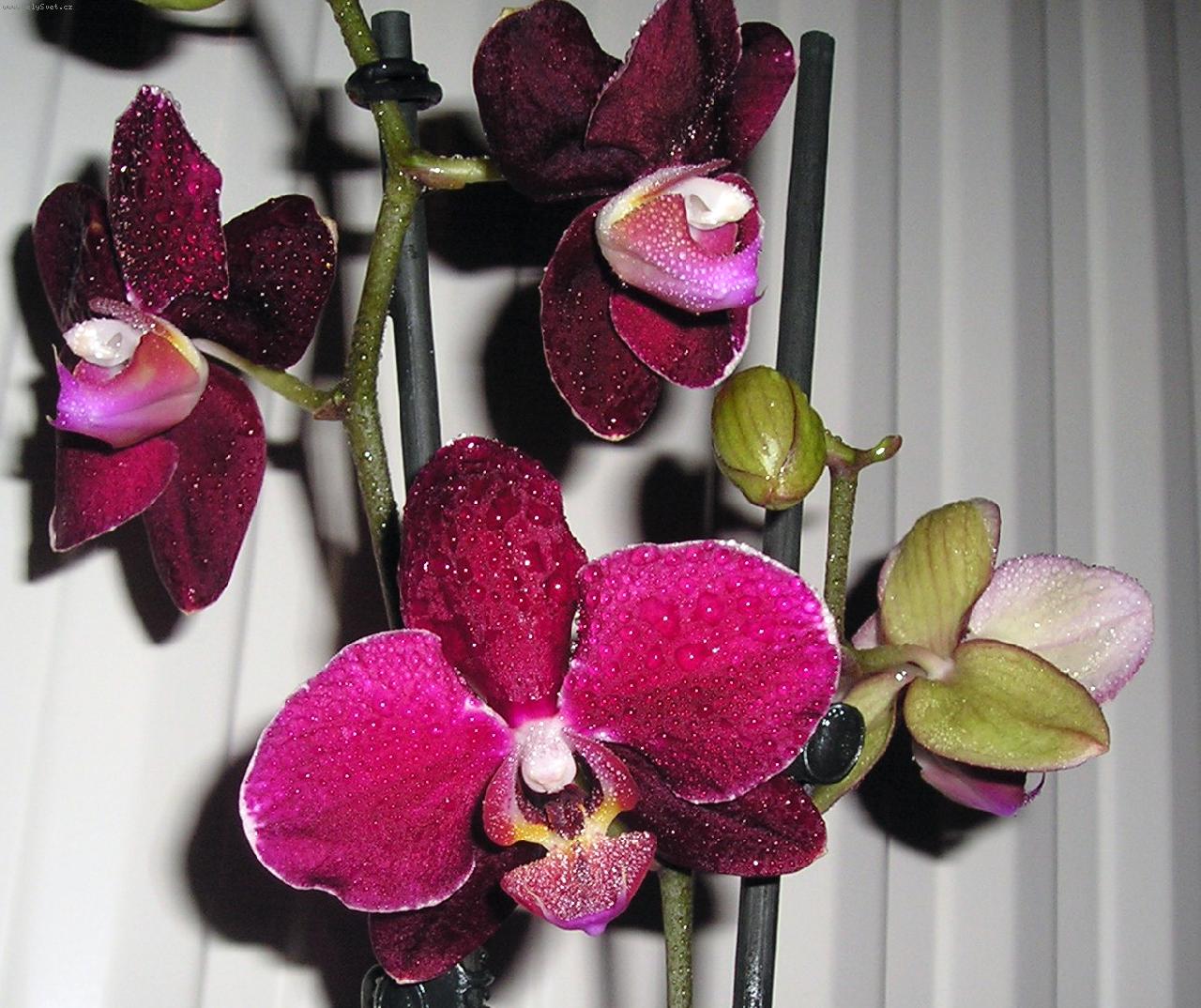 Foto: Phalaenopsis