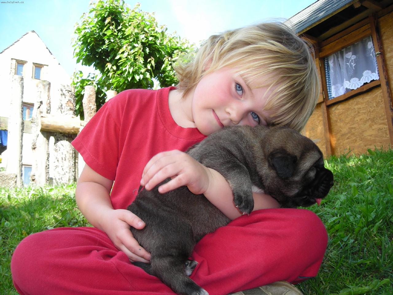 Foto: �pan�lsk� mastin z Polabsk�ch blat-Maru�ka a na�e �t���tko z vrhu D, 8 dn�