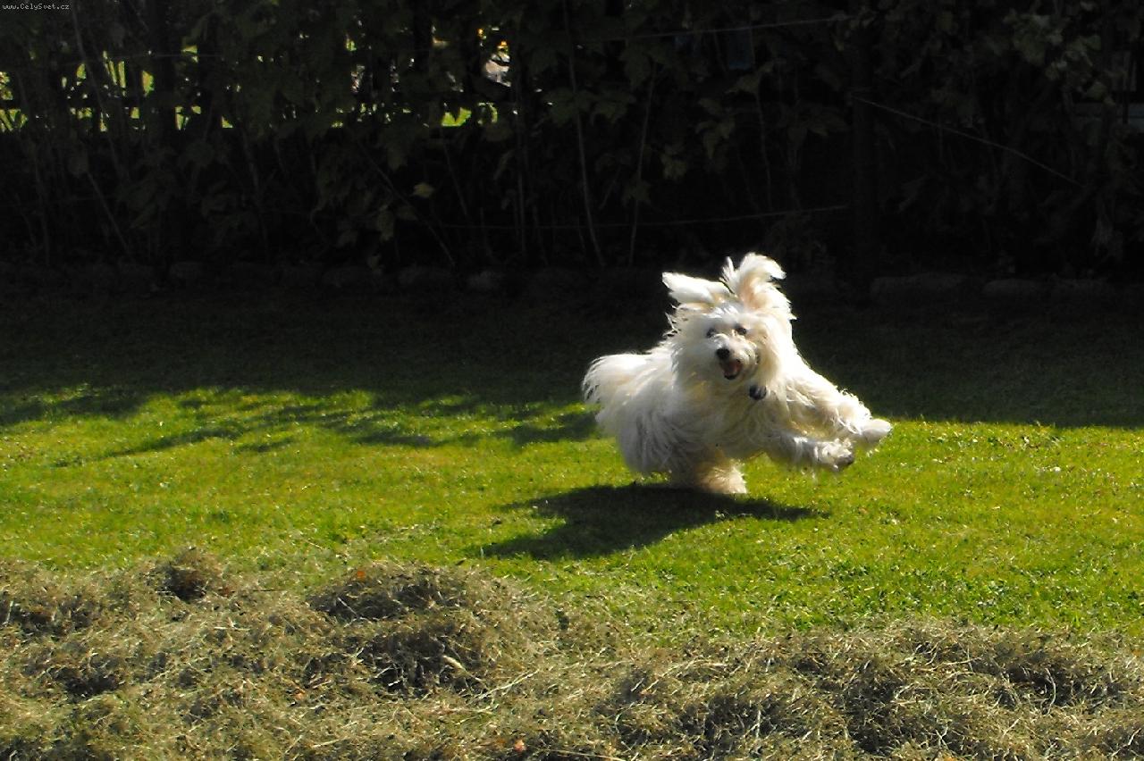 Foto: M�a hl�d� seno-Na�e M�a,Mi�ulka