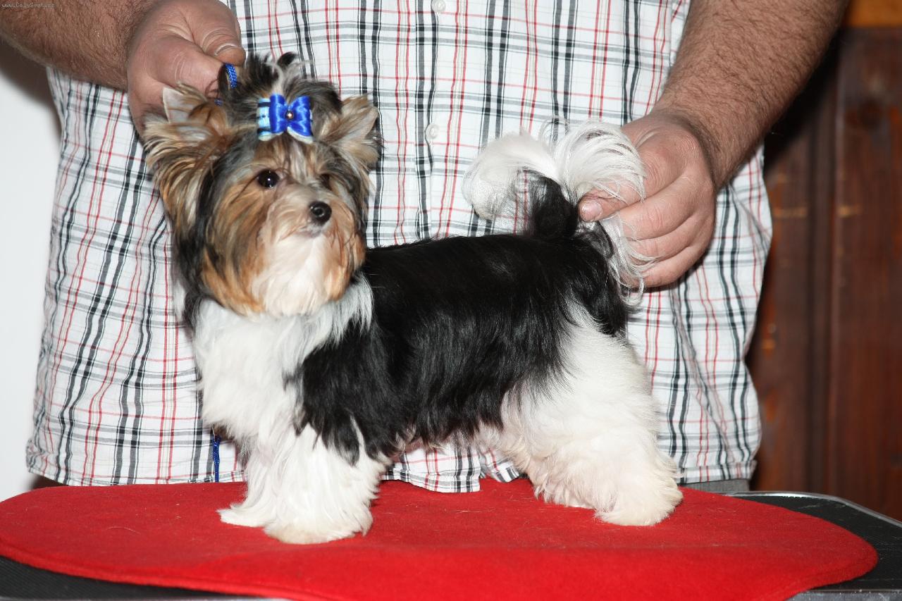 Foto: Ully Cudle Boy Lover�s knot-um�m?