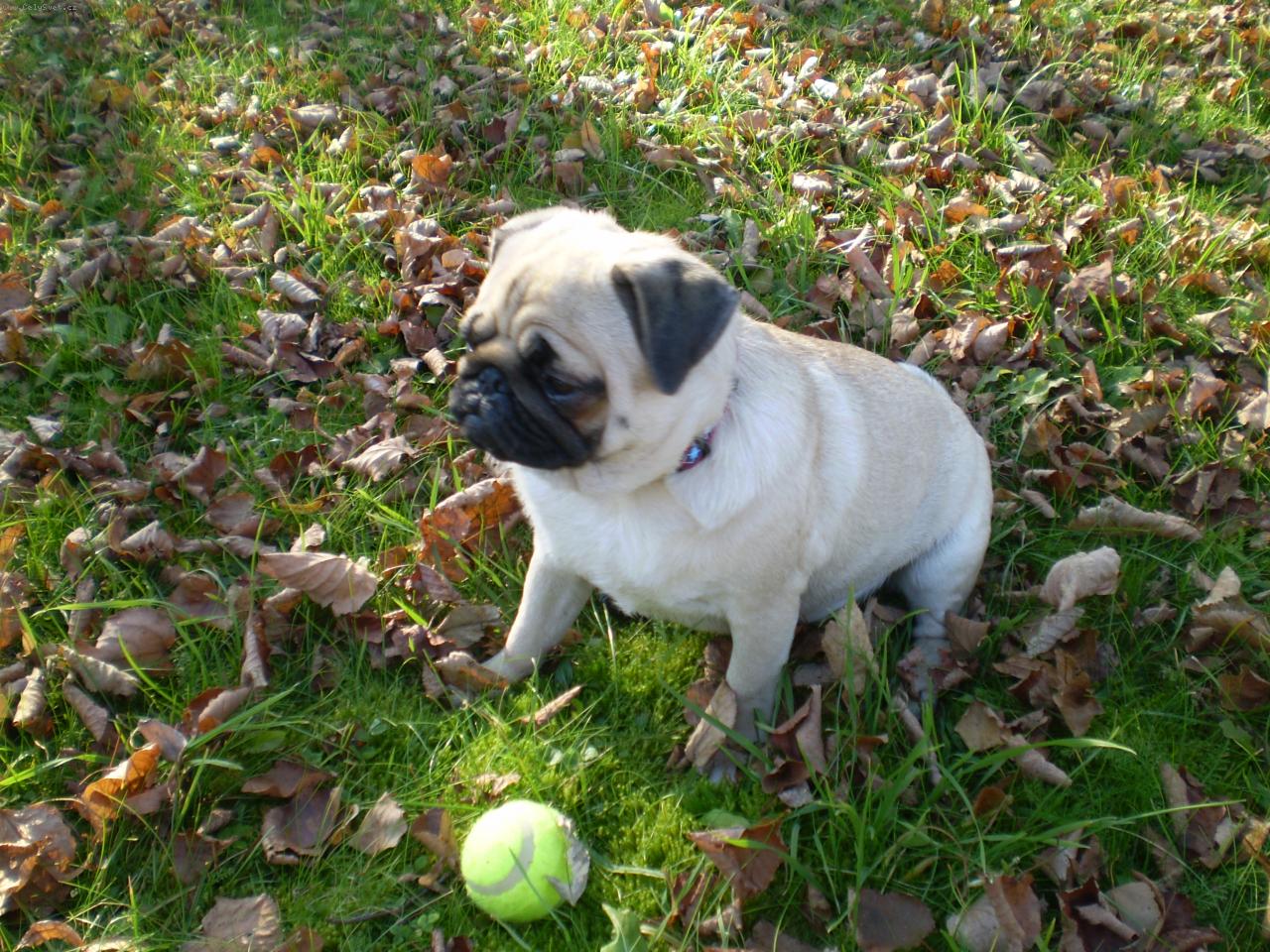 Foto: Jesenn� prech�dzka