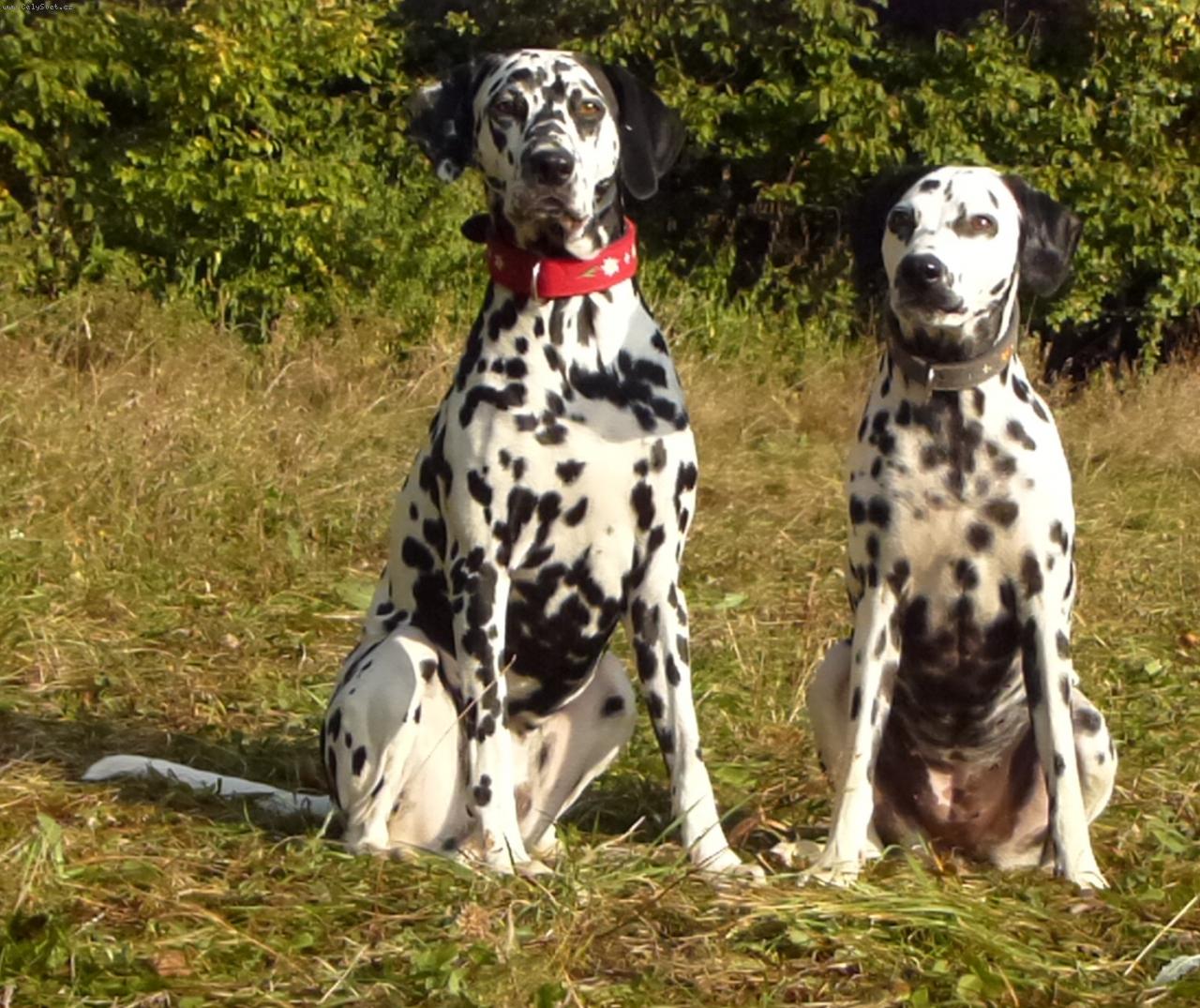 Foto: Jasanka a Ebinka-Dalmat�n