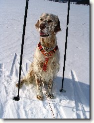 Frodo z Me�insk� h�jovny