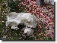 Kesi, kdo jin�, �e?