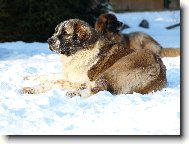 Moskevsk� str�n� pes